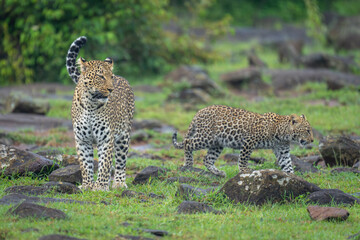 Female leopard stands watching cub cross rocks