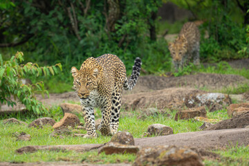 Female leopard walking across grass among rocks