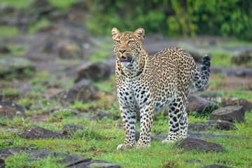 Obraz premium Female leopard stands on savannah amongst rocks