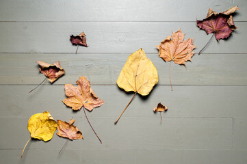 Herbstlaub