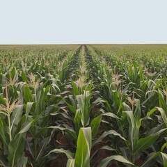Cornfield with rows of growing corn plants under clear sky, agricultural landscape, rural farming
