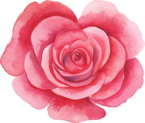 pink rose isolated on white