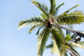 Palm trees on the blue sky background