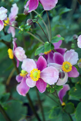 Fototapeta premium Fleurs et plante d'anémone du japon Anemone hupehensis Splendens. Prairie verte et fleurie rose. Belles fleurs sauvages des champs ou de jardin en gros plan pour la biodiversité. Format portrait