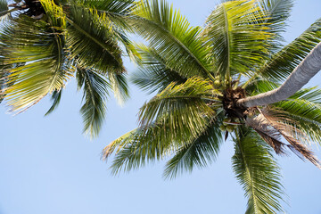 Palm trees on the blue sky background