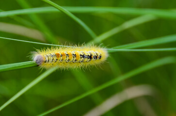 A vibrant yellow caterpillar with striking black and white patterns along its body