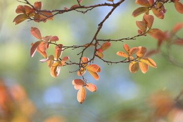 red and yellow leaves of Lagerstroemia indica (Crape Myrtle) in autumn