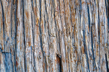 Close-up of bark tree of tree trunk at promenade of Italian City of Meran on a sunny summer evening. Photo taken July 18th 2024, Meran Merano, Italy.