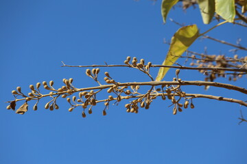 close up of buds of  paulownia tree 