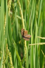 butterfly on a green rice field