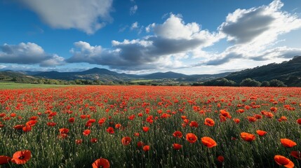 Fototapeta premium Field of blooming poppies.
