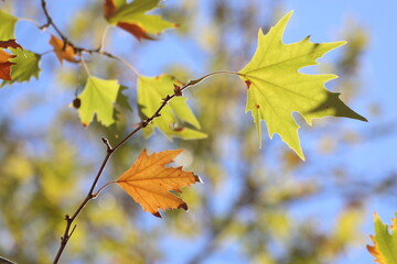 autumn leaves of  on a plane tree, fall season flora