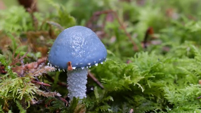 Blauer Tr&auml;uschling (STROPHARIA CAERULEA)