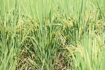 landscape - scenery green rice field