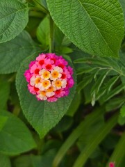pink and yellow flowers