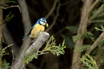 M&eacute;sange bleue