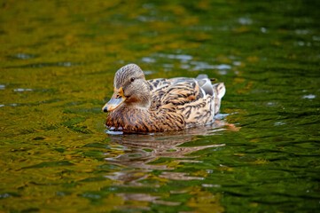 Weibliche Stockente auf dem Wasser