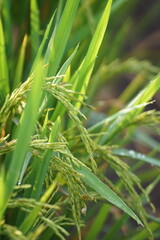 close up of rice plant