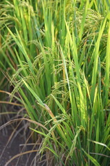 Obraz premium landscape - scenery green rice field