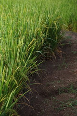 green rice field