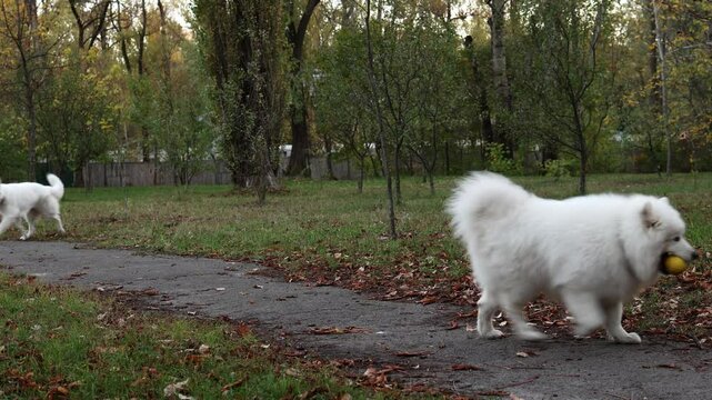 two white dogs are walking in the park in autumn. a white shepherd and a Samoyed are playing