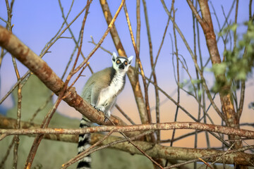 Ring tailed lemur ( Lemur catta)