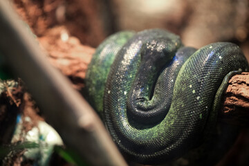 Green Tree Puthon ( Morelia Viridis)