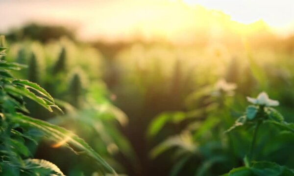 Close-up of a cannabis plant in a natural setting.