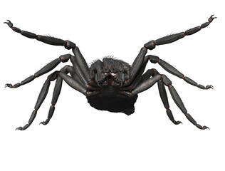 3D rendered fantasy gigantic spider isolated on transparent background