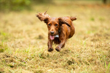 Obraz premium Autumn dog walk