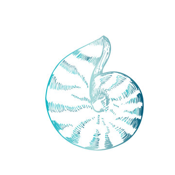recommend clip art: Vector beautiful shell. Hand painted line seashell. Graphic clip art isolated on background. Underwater illustration. For designers, invitations, decoration, postcards, wrapping paper, scrapbooking