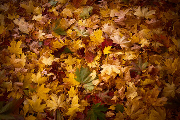 Autumn Leaves. A vivid display of fallen autumn leaves in warm hues of yellow, orange, and red