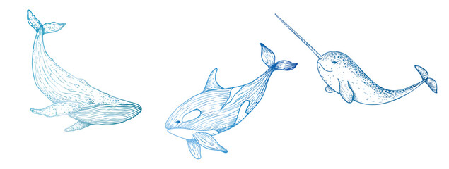 Vector killer whale, orca. Hand painted Big whale. Graphic narwhal with a long horn, clip art isolated on background. Underwater illustration. For designers, invitations, decoration, postcards © Natalia