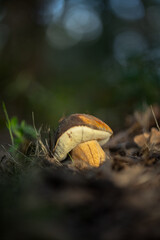 mushroom in the forest