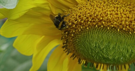 Close-up of a bumblebee collecting nectar from a bright sunflower flower on a sunny summer day. A...