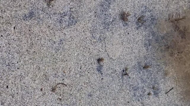 Baby flatfish with perfect camouflage swimming in the Atlantic Ocean