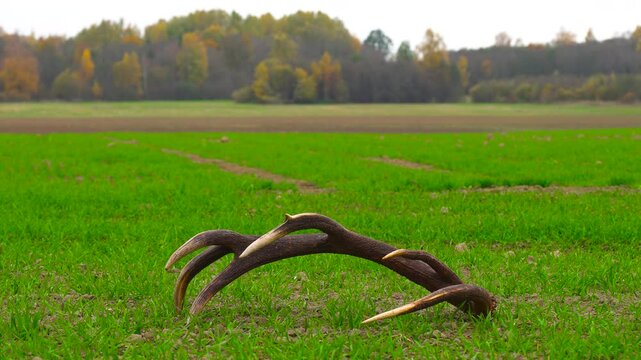 Male find and pick up deer antler from green grass field, Latvian countryside