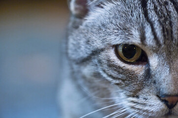 Porträt einer silber getigerten Katze