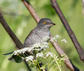 Barred warbler, Sylvia nisoria. A bird holds its prey in its beak