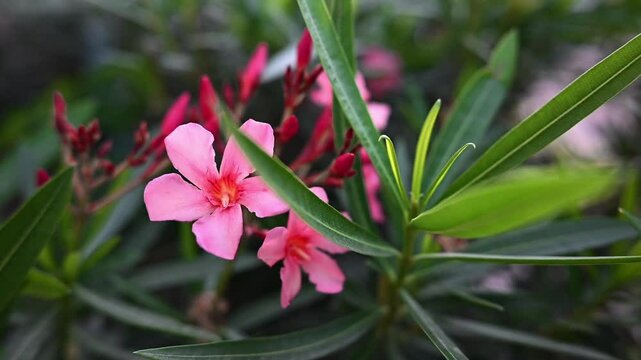 Flor color rosa