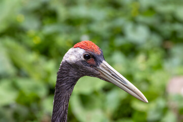 Red-crowned Crane (Grus japonensis) - Commonly found in East Asia, particularly Japan and China