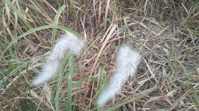 Cogon grass is shining beautifully..ilalang, alang-alang or Imperata cylindrica