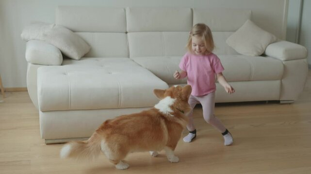 A little girl teaches her corgi puppy tricks at home in a cozy living room setting