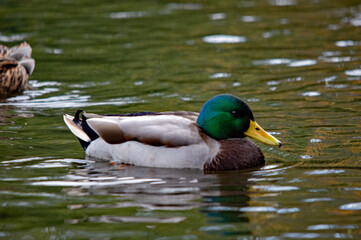 Schwimmender Erpel im Wasser