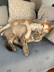 cute cats sleeping on the couch