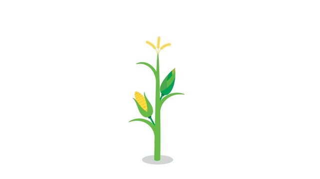 corn plant growing animation. transparent background. alpha channel setting. high resolution