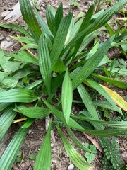 Obraz premium ribwort plantain in the wild