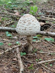 parasol mushroom in the forest