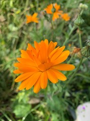 orange calendula flower in the garden