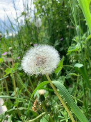 Fototapeta premium dandelion on green background